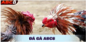 Tính năng nổi bật của đá gà ABC8